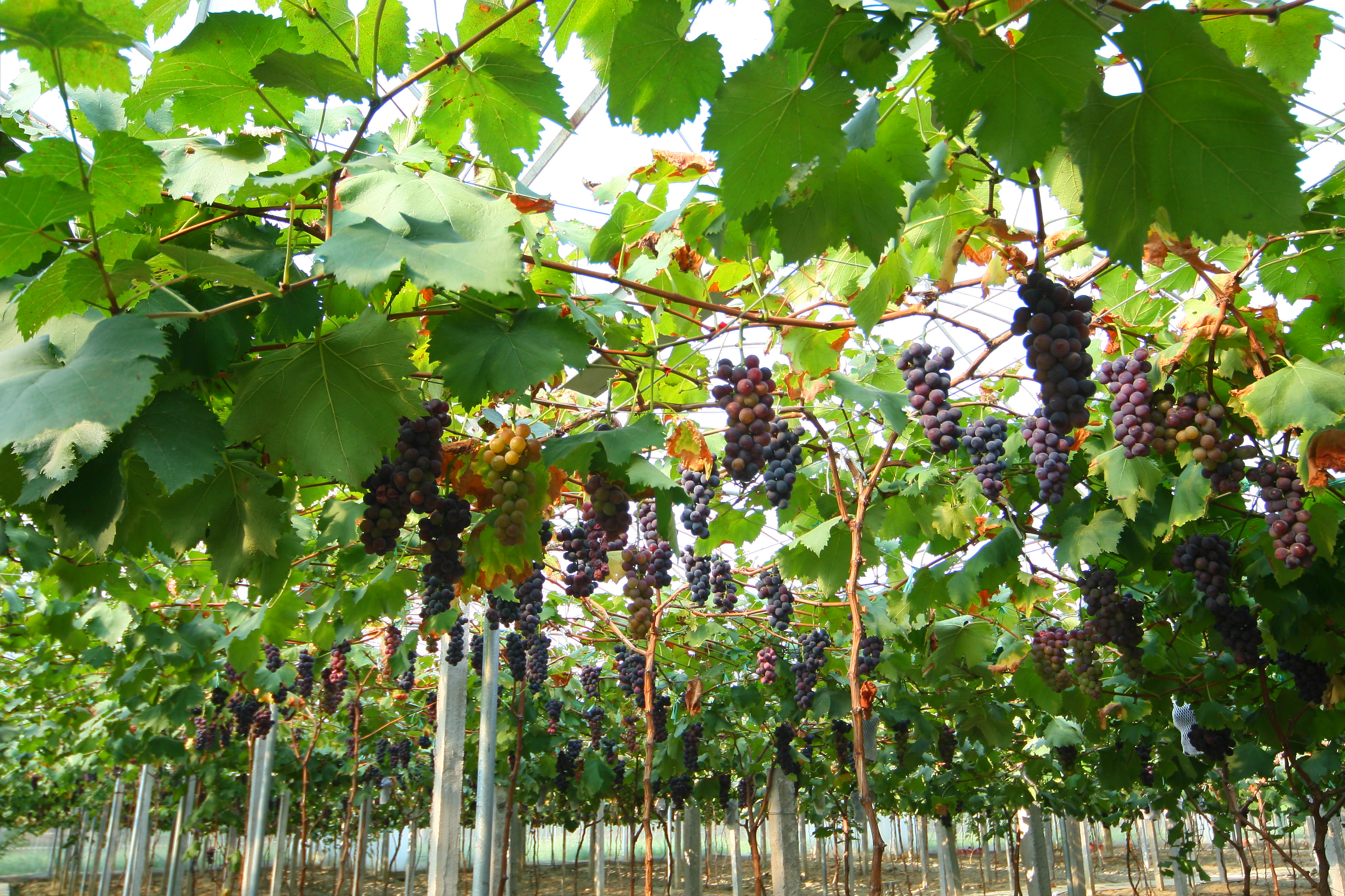 農(nóng)林牧漁業(yè)